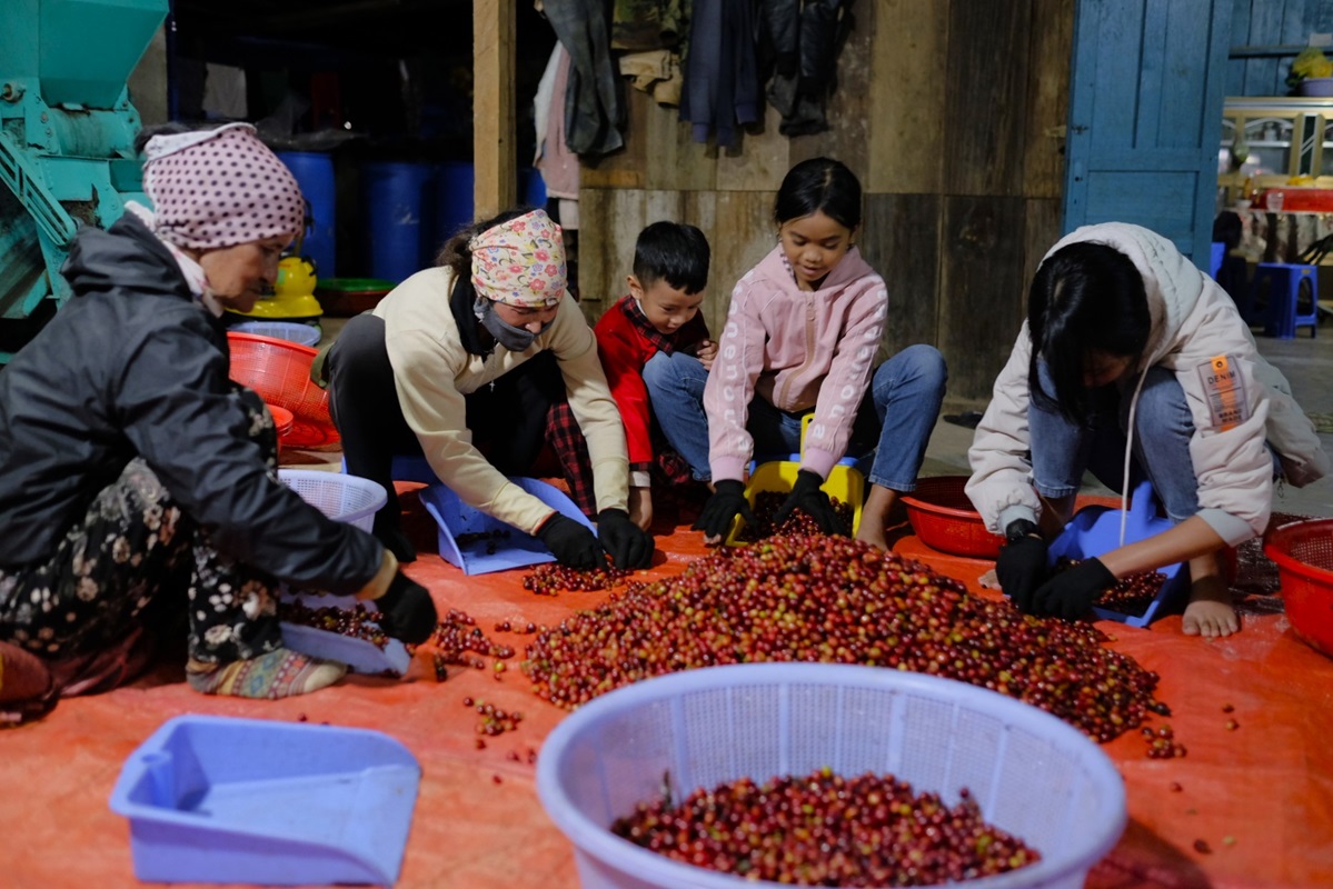 05 ruční třídění kávových třešní